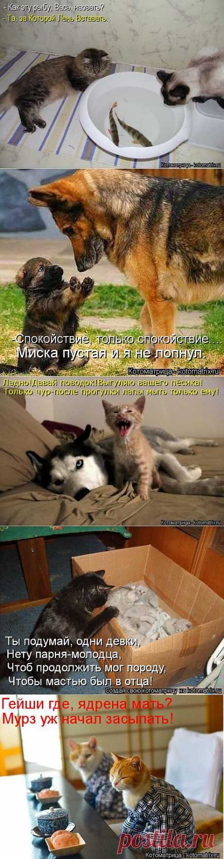 (+1) тема - Новые смешные котоматрицы понедельника! | Четвероногий юмор