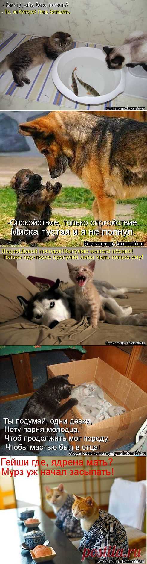 (+1) тема - Новые смешные котоматрицы понедельника! | Четвероногий юмор