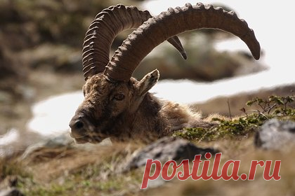 Дикий козел столкнул со скалы туристку и довел до обморока ее друга. Дикий горный козел напал на группу туристов в регионе Альпухарра на юге Испании. Агрессивное животное столкнуло со скалы 64-летнюю туристку из Нидерландов, а затем напало на двух ее друзей и довело одного из них до обморока. Женщина пролетела 20 метров вниз и приземлилась на нависающий уступ, сломав оба запястья.