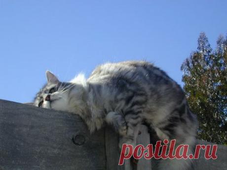 Животный мир, Спящие кошки, sleeping cats 284, Кошки и котята, basik.ru