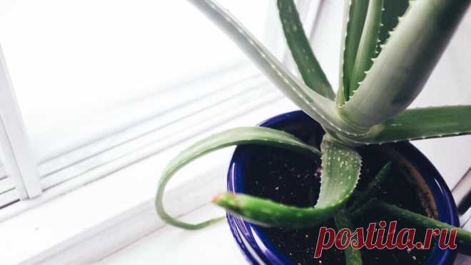 Алоэ: польза и вред для здоровья Алоэ: польза и вред для здоровья детей, женщин и мужчин. Как правильно использовать для лица и волос. Можно ли принимать алоэ в виде сока внутрь, рецепт напитка с медом.