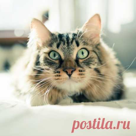10 полезных советов для котов и их владельцев