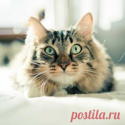 10 полезных советов для котов и их владельцев