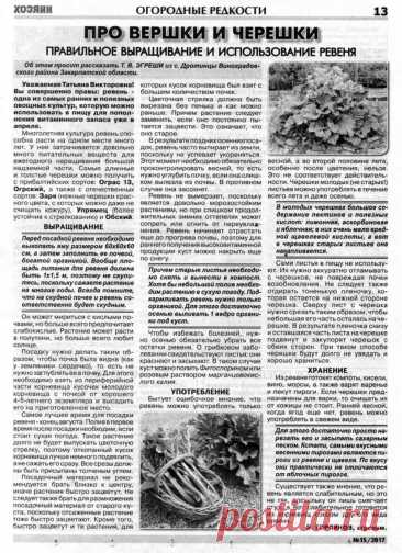 Правильное выращивание и использование ревеня