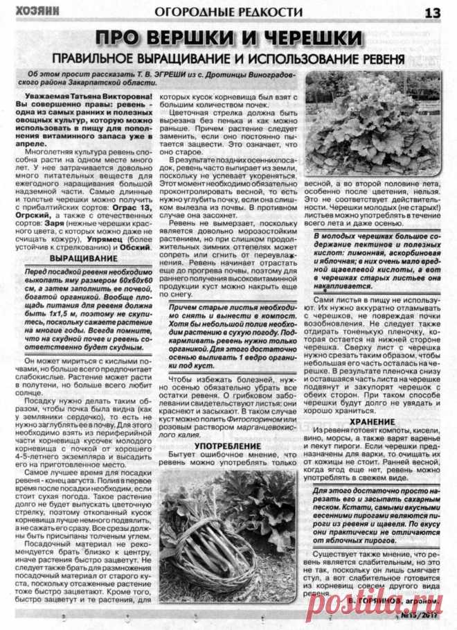 Правильное выращивание и использование ревеня
