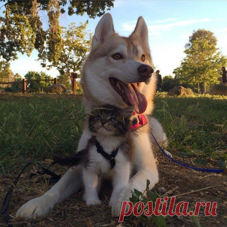 Хаски, которая выходила котенка / Питомцы
