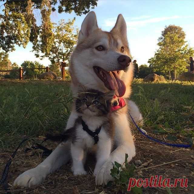 Хаски, которая выходила котенка / Питомцы