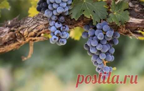 Помогаем винограду окраситься Если ягоды винограда при созревании не набирают характерную для сорта окраску и имеют невзрачный товарный вид, значит, надо искать причину такого неспортивного поведения. 



Вообще, все сорта име...