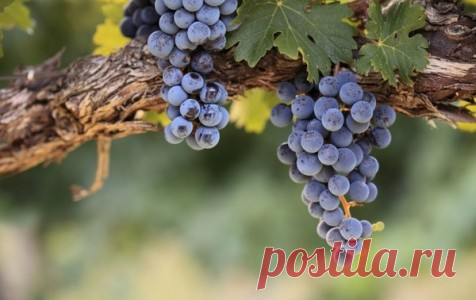 Помогаем винограду окраситься Если ягоды винограда при созревании не набирают характерную для сорта окраску и имеют невзрачный товарный вид, значит, надо искать причину такого неспортивного поведения. 



Вообще, все сорта име...