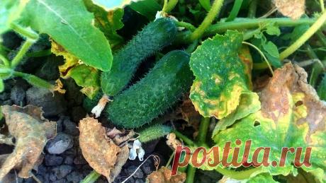 Как я использую соду для огурцов и томатов и почему делаю вывод, что это универсально удобрение | Твоя Дача | Дзен