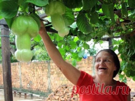 Божьи лекарства: 17 продуктов, похожих на органы, которые они берегут