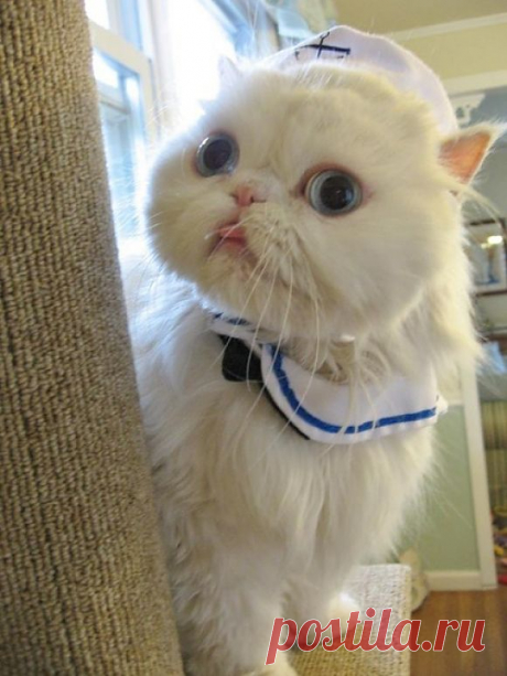 Доктор примет вас сейчас | Самые симпатичные Paw