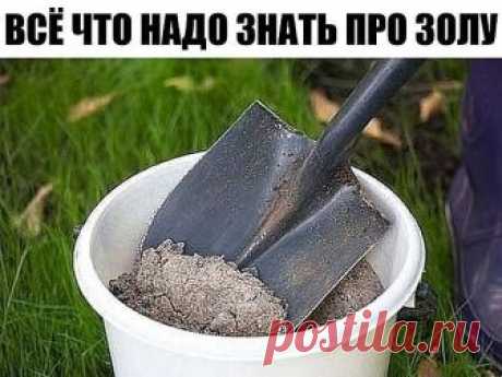 ПОЧТИ ВСЕ, ЧТО НУЖНО ЗНАТЬ ПРО ЗОЛУ 
Сохраните, чтобы не потерять! 

1. Зола питает растения. 

Азота в ней нет, но содержится до 30 элементов: калий, кальций, магний, железо, кремний, фосфор, сера, бор, марганец и др. 

Зола может заменить фосфорно-калийное удобрение. При этом в древесной золе и в золе, полученной от сжигания соломы, содержится разное количество элементов. 
В 100 г древесной золы (1 стакан объёмом 200 гр) содержится 3 г фосфора, 8 г калия, 25 г кальция. 
...