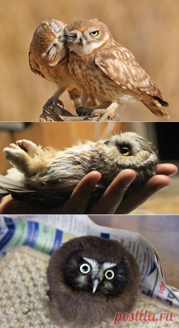 Посмотрите На Совят!