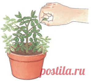 Зачем "прищипывать" растения? | Домохозяйки