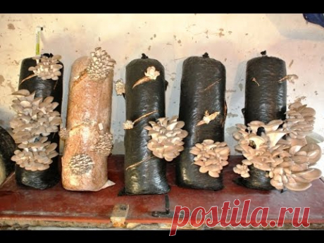 Грибы в гараже на готовых блоках.Первый опыт.