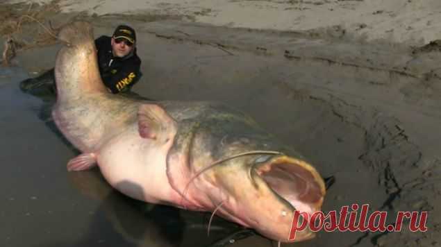 ВИДЕО. Итальянец поймал гигантскую зубатку