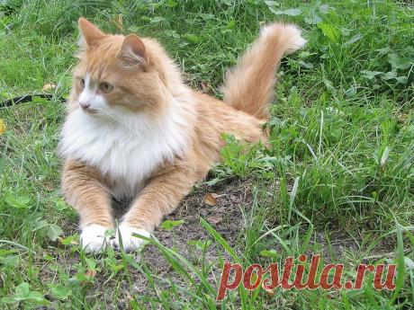 Сибирская кошка, описание породы. Фото сибирской кошки.