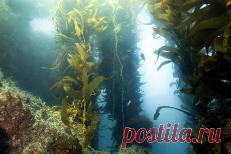 Самые древние сады на Земле. Что в них растёт? | Растения