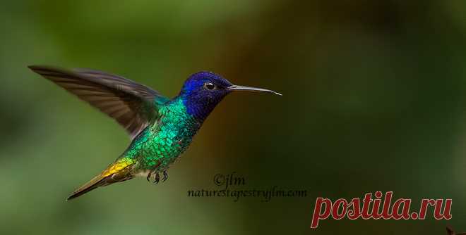 Caught In Mid-Air !!!!!!!!!!!!  The beautiful golden tailed sapphire hummingbird was truly a breathtaking sight to see. The vibrant colors and golden tail took this beauty over the top. It was difficult to really appreciate it's beauty unless you could catch the sun shining on his feathers. I waited for this image as he was flying back and forth in the canopy and really presented a challenge for us. We are already planning our next trip to Ecuador with Natures Tapestry Pho...