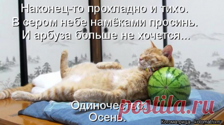 Котоматрица: Круть
