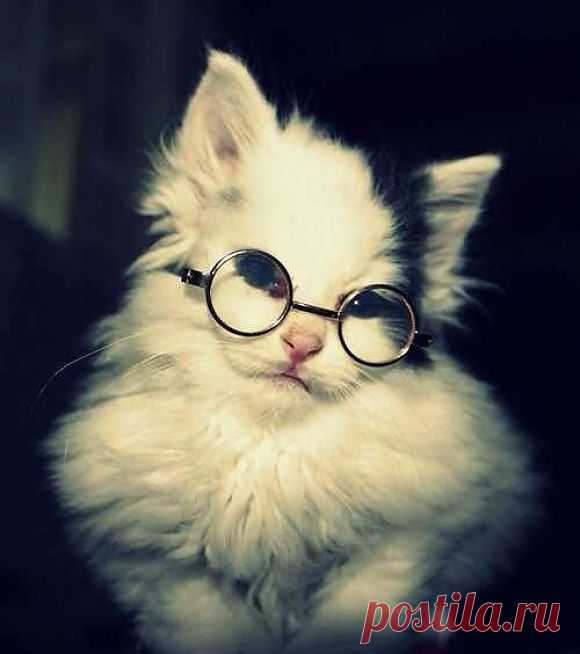 Glasses | Cutest Paw