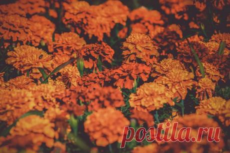 Зачем сажать бархатцы возле винограда: что знают опытные дачники
Бархатцы — это не просто красивые цветы, улучшающие внешний вид клумбы или грядки.

Это ещё и растение, которое может способствовать повышению урожайности различных культур.

Далеко не все огородники знают о необычном свойстве бархатцев.

Эти цветы «спасают» располагающиеся рядом растения от нашествия вредителей.