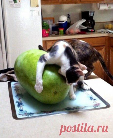 Хочу арбуз | Все о наших питомцах
