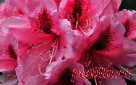 flores - Bing Изображения