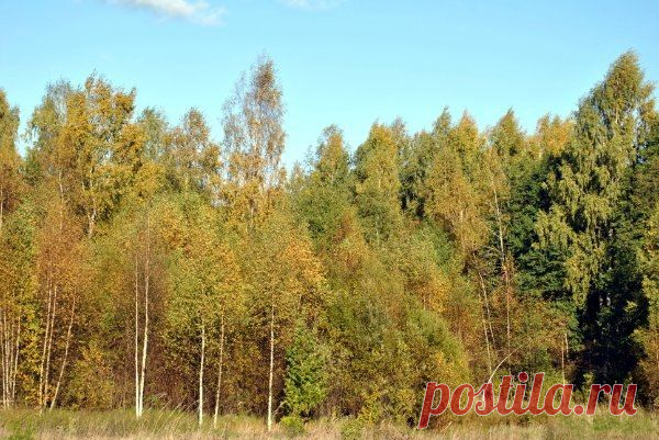 Август, август, ты последний месяц лета, скоро осень
Нам заменит слово «летний» на «осенний, золотой»,
И в зелёные деревья заберётся тихо проседь
В красно-желтой пелерине хохломою расписной.
Пожелтеют все берёзы, раскраснеются осины,
Клён багряною листвою принарядится на бал,
Станет лес неповторимым, по-осеннему красивым,
К нам придёт царица-осень – ярких листьев карнавал.
1
ЯН френкель — Скоро Осень 03:28