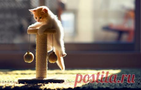 Как приучить к когтеточке котенка или взрослую кошку: советы