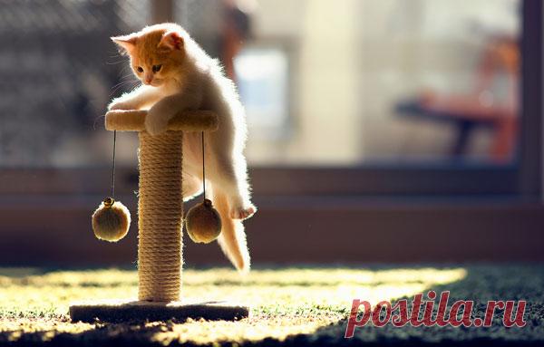 Как приучить к когтеточке котенка или взрослую кошку: советы