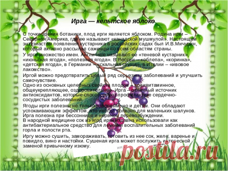 Ирга - лечебные свойства