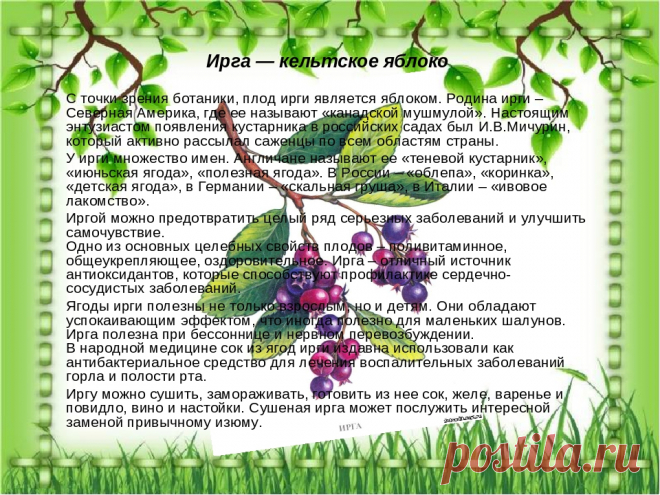 Ирга - лечебные свойства