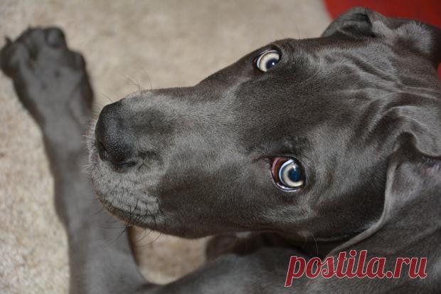 Щенок с зеленой шерстью появился на свет в США: эксперты назвали причины необычного окраса