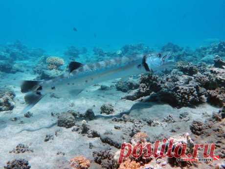 Дайвинг в Хургаде | Фотогалерея | Погружение в Марса Аламе и Абу Дабабе | Абу Дабаб. Барракуда.