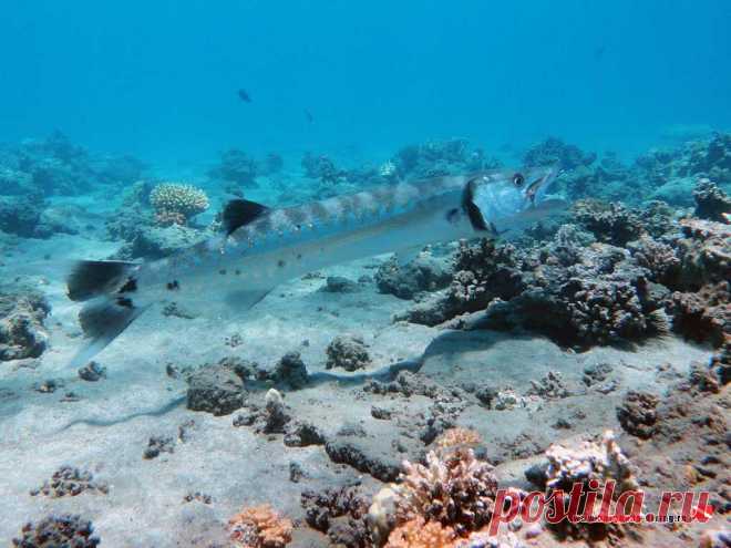 Дайвинг в Хургаде | Фотогалерея | Погружение в Марса Аламе и Абу Дабабе | Абу Дабаб. Барракуда.