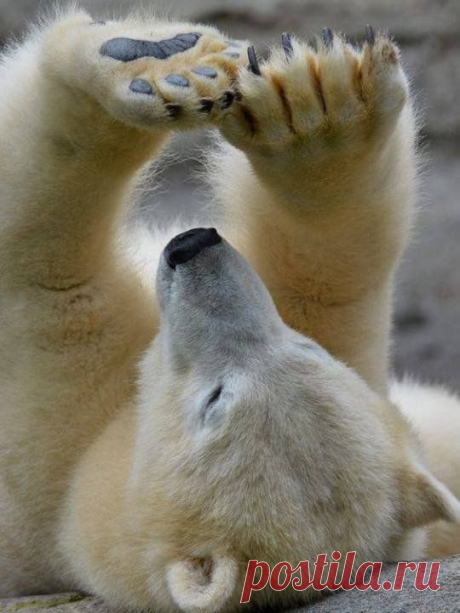 (403) Pinterest