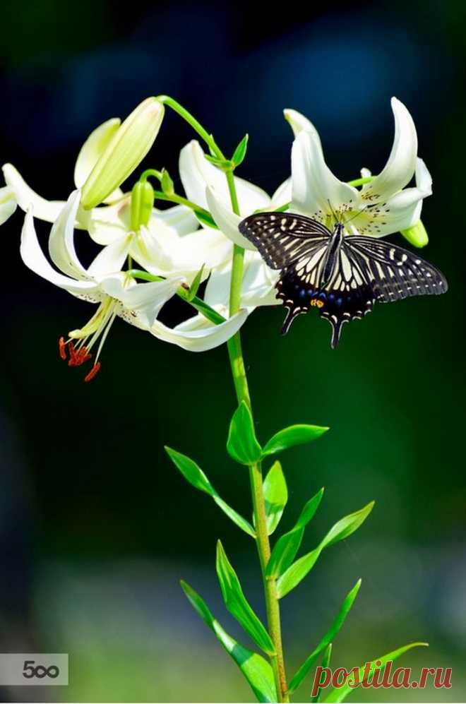 Butterflies & moths! - Google+