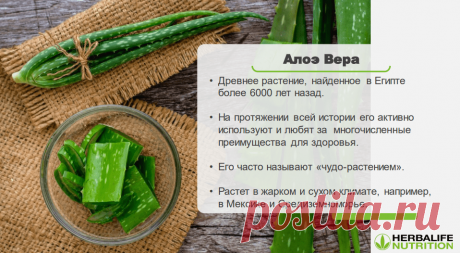 Алоэ манго | Herbal отзывы