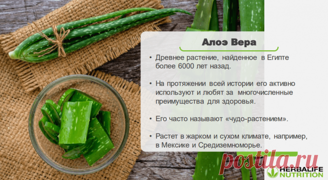 Алоэ манго | Herbal отзывы