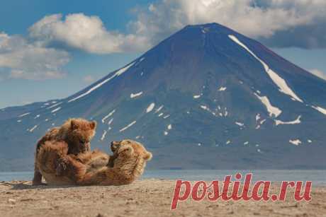 Медведица кормит медвежонка на берегу Курильского озера с видом на вулкан Ильинский, Камчатка. Снимал Денис Будьков: nat-geo.ru/community/user/1437 Доброе утро!