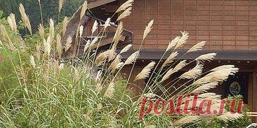 РИА: в России внедряют новую сельскохозяйственную культуру мискантус: Новости «Специалисты Института цитологии и генетики СО РАН (ИЦиГ) внедряют в российское сельское хозяйство новую экзотическую культуру — мискантус, сообщили в пресс-службе организации.» — РИА Новости
«Запущен и работает опытный завод в Московской области, определена площадка в Новосибирской области, достигнута договоренность о создании завода в Калининградской области.» — РИА Новости