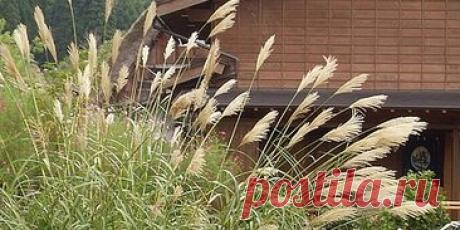 РИА: в России внедряют новую сельскохозяйственную культуру мискантус: Новости «Специалисты Института цитологии и генетики СО РАН (ИЦиГ) внедряют в российское сельское хозяйство новую экзотическую культуру — мискантус, сообщили в пресс-службе организации.» — РИА Новости
«Запущен и работает опытный завод в Московской области, определена площадка в Новосибирской области, достигнута договоренность о создании завода в Калининградской области.» — РИА Новости