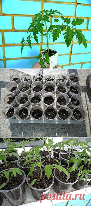 Как вырастить рассаду помидоров в квартире

При выращивании рассады помидоров в квартире стараюсь обходиться своими силами и средствами, поэтому и семена, и грунт заготавливаю для этого самостоятельно. Хорошими предшественниками помидоров являются морковка и лук