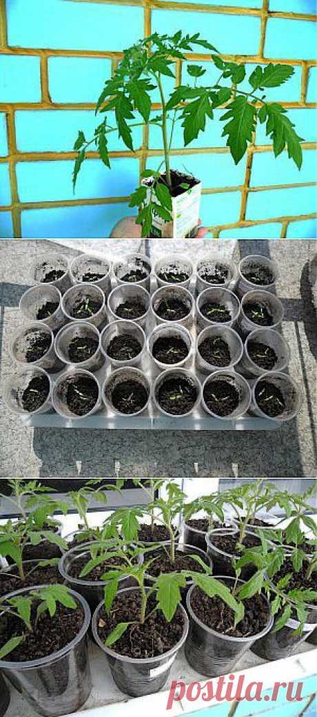 Как вырастить рассаду помидоров в квартире
При выращивании рассады помидоров в квартире стараюсь обходиться своими силами и средствами, поэтому и семена, и грунт заготавливаю для этого самостоятельно. Хорошими предшественниками помидоров являются морковка и лук