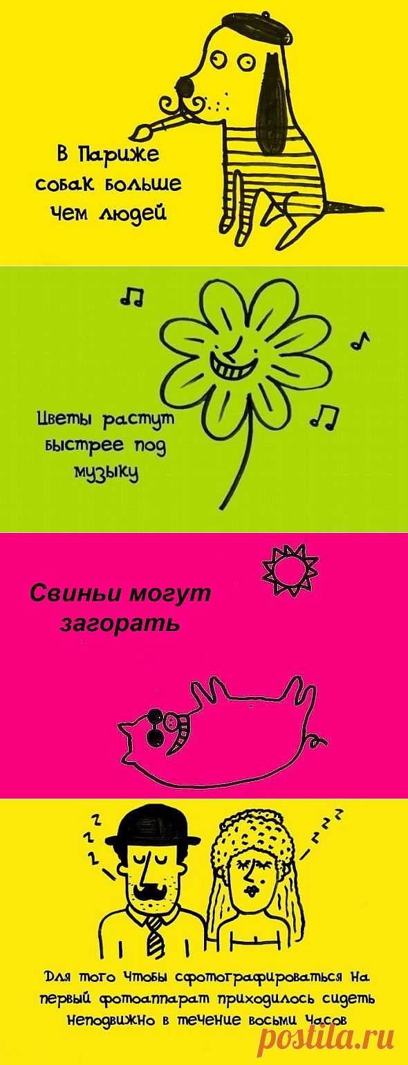 ИНТЕРЕСНЫЕ ФАКТЫ В КАРТИНКАХ....