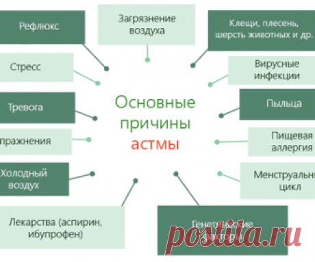 Лечение бронхиальной астмы сосновой хвоей