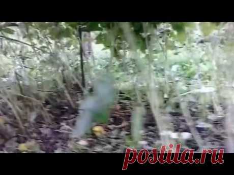 Уход за малиной  Как выращивать и ухаживать за малиной осенью