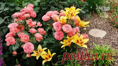 Какие цветы посадить с розами. Соседи для розы